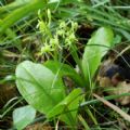 Liparis loeselii